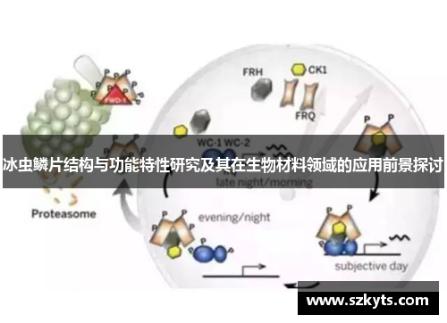 冰虫鳞片结构与功能特性研究及其在生物材料领域的应用前景探讨